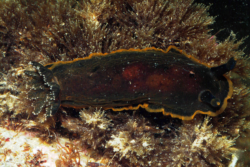 Dendrodoris limbata